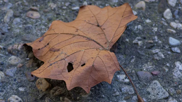 Brown leaf resting on the forest floor