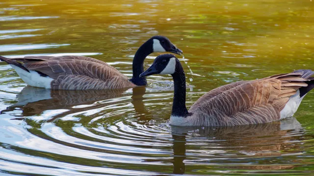 Geese in motion
